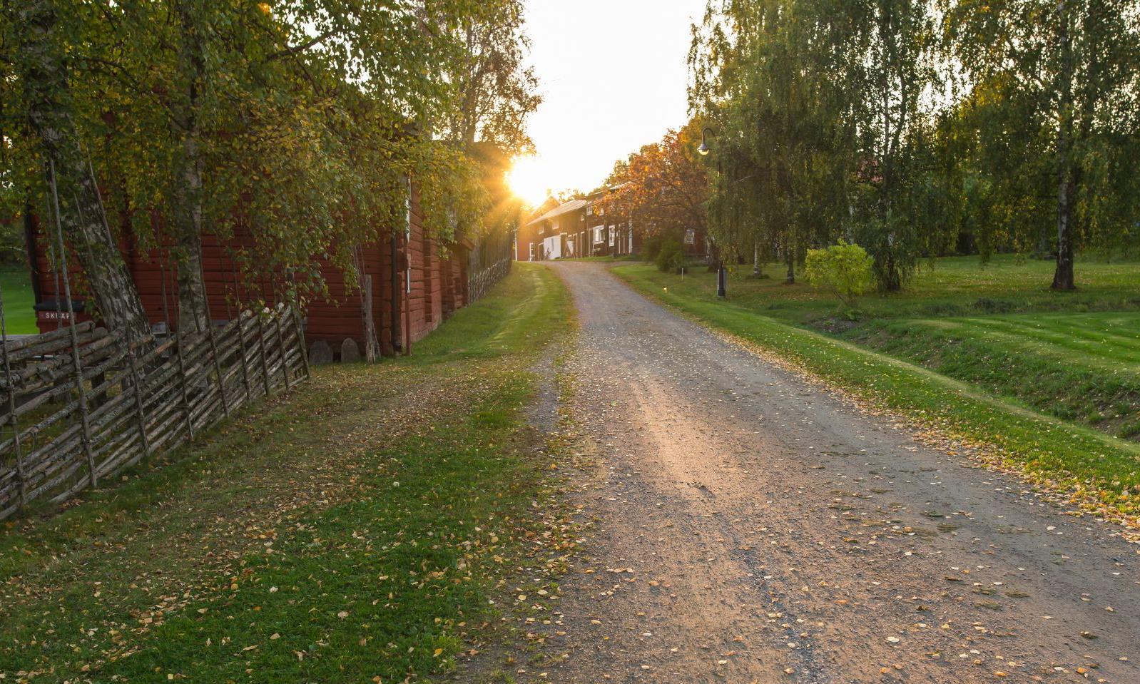 Autmn leaves on a gravel road